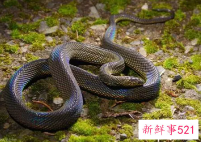 梦见蛇爬到头上是什么意思