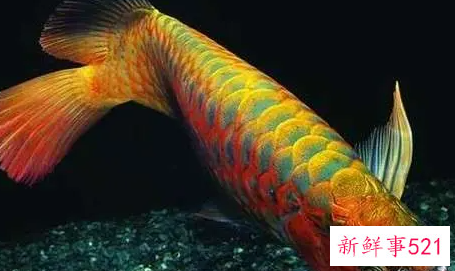 龙鱼的风水学应用