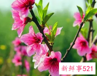 女人梦见一大片桃花盛开