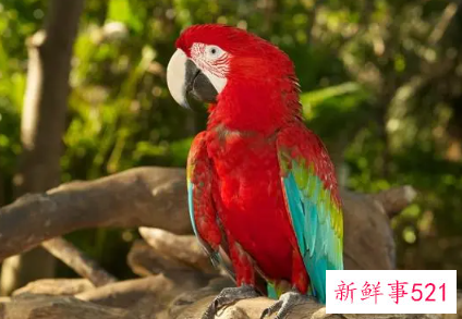 鹦鹉品种及名称