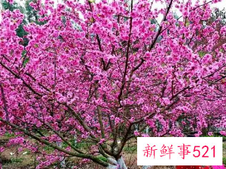 女人梦见一大片桃花盛开