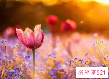 真正的异性知己是前世的缘