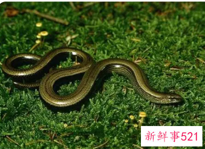 梦见蛇爬到头上是什么意思