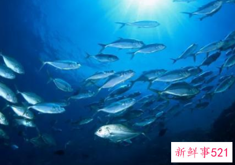 吃什么鱼对儿童会更聪明