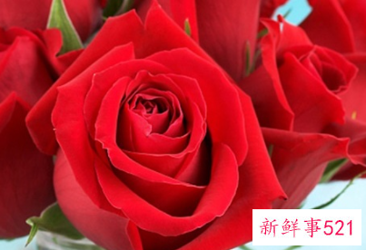 玫瑰花的花语以及寓意