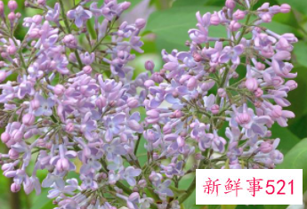 六味丁香片是干什么的