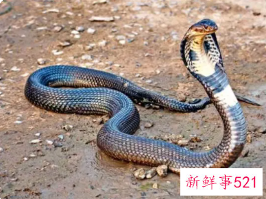 梦见蛇爬到头上是什么意思