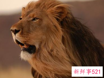 2022年狮子座女生的幸运色是什么