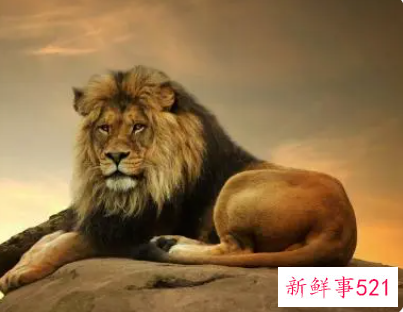 2022年狮子座女生的幸运色是什么