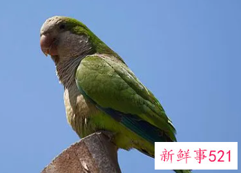 鹦鹉品种及名称