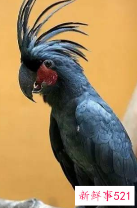 鹦鹉品种及名称