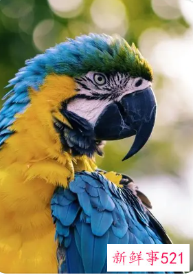 鹦鹉品种及名称