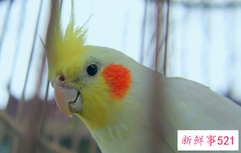 鹦鹉品种及名称