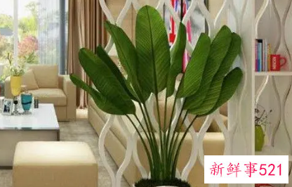 新装修房子摆放植物风水
