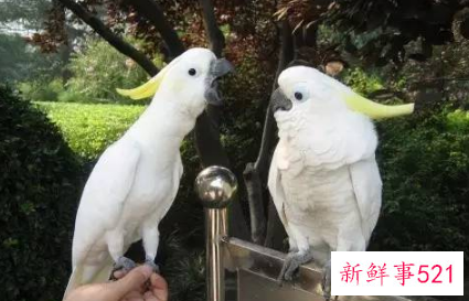 鹦鹉品种及名称