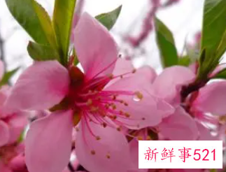 女人梦见一大片桃花盛开