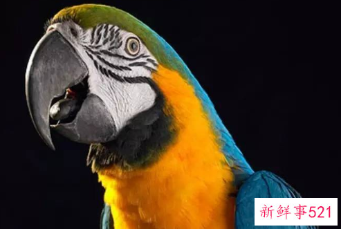 鹦鹉品种及名称