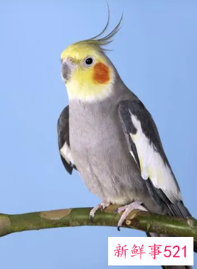 鹦鹉品种及名称