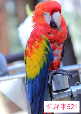 鹦鹉品种及名称