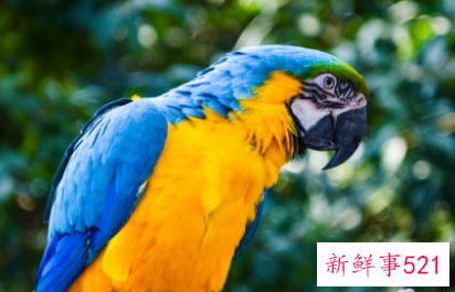 鹦鹉品种及名称