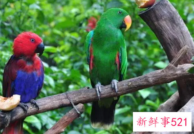 鹦鹉品种及名称