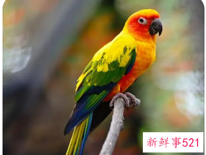 鹦鹉品种及名称