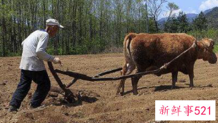 梦见犁地都有什么意思