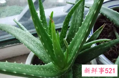 新装修房子摆放植物风水