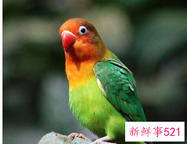 鹦鹉品种及名称