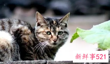 梦见一只会说话的猫是什么意思