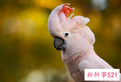 鹦鹉品种及名称