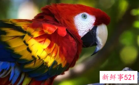 鹦鹉品种及名称