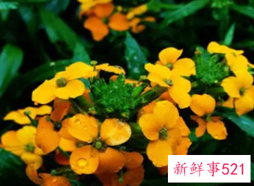 养殖桂竹香常见的病虫害有哪些