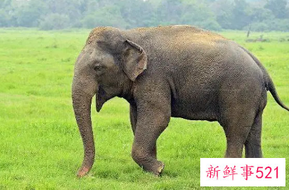 梦见大象和自己很友好什么预兆