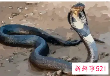 梦见蟒蛇缠身然后松开是什么意思