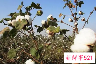 梦见棉花地里有坟墓