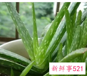 芦荟怎么养才能长得快