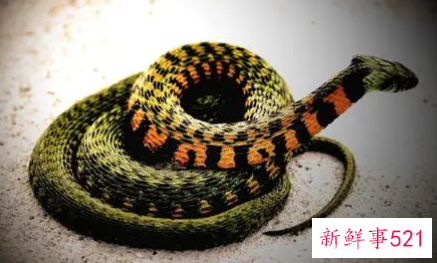 梦见一条花蛇是什么意思