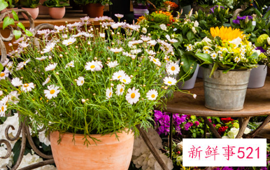 镇宅辟邪最厉害的植物有哪些