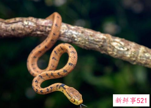 梦见给蛇扒皮是什么意思