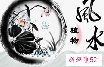 不利家庭风水的植物