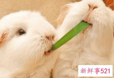 可以上手的迷你小宠物