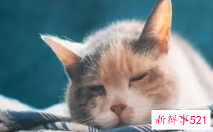 梦见儿子在床上拉屎是什么意思