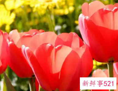 郁金香的寓意和象征