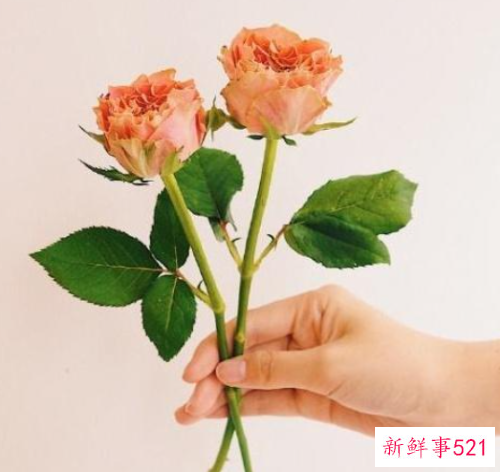 让人无法拒绝的表白短句