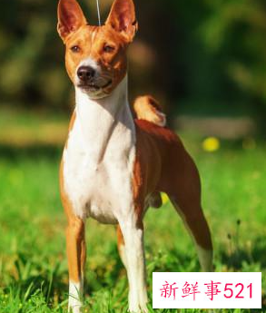 比较安静的狗狗有哪些