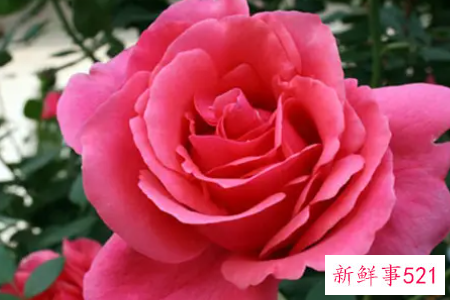 月季花的品种简介