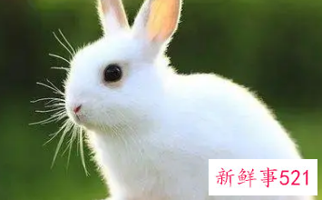 属兔佩戴什么手串旺财