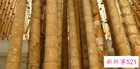 世界上最大的竹子品种