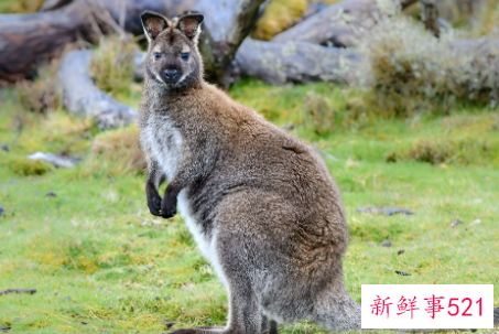 梦见袋鼠是什么意思呢